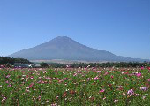 山中湖花之都公園