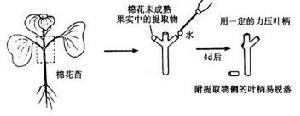 促進落葉物質的檢定法