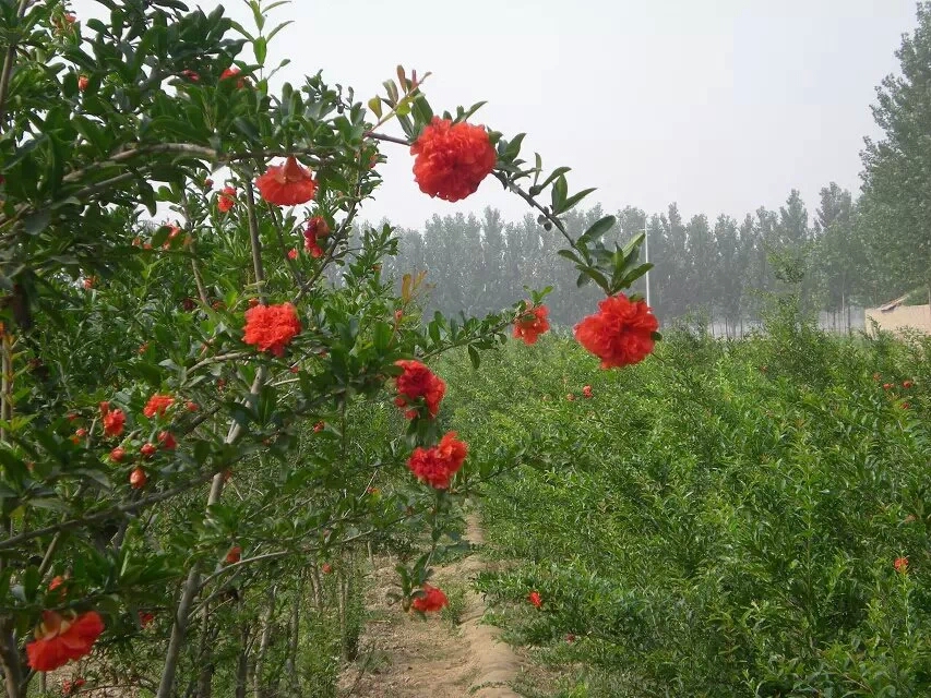 牡丹石榴(石榴屬植物)