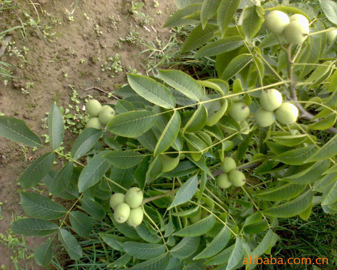 轄區內農業種植基地