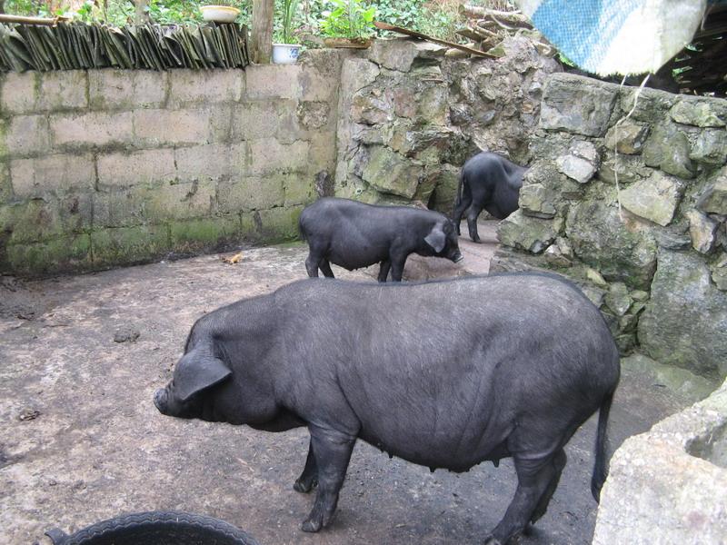白猛孔村-生豬養殖