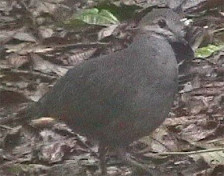 紫背鶉鳩