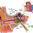 中耳乳突炎
