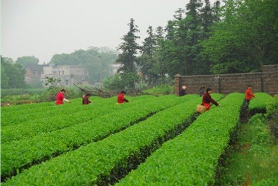 羊鹿茶