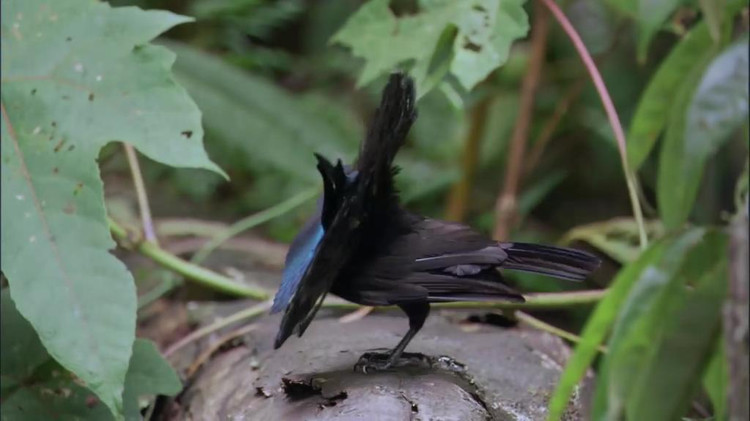 華美極樂鳥