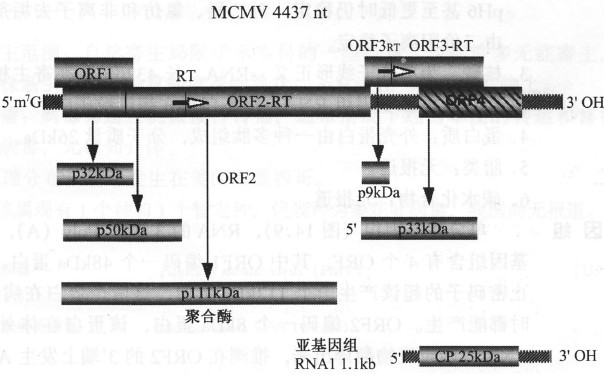 玉米褪綠斑駁病毒的基因組及其產物