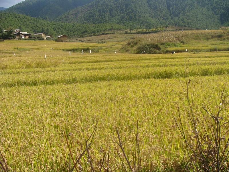 橋頭大村自然村