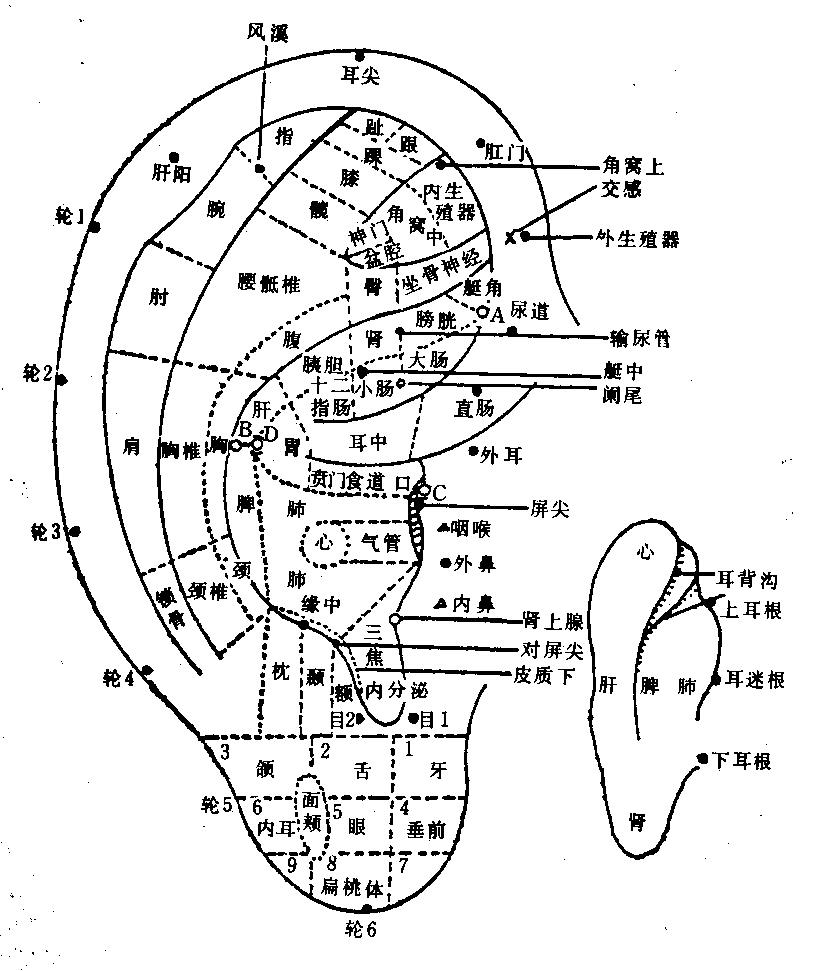 耳朵人體全息示意圖