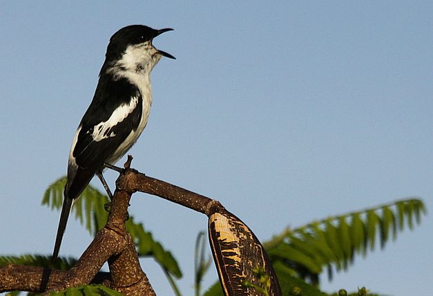 薩摩亞鳴鵑鵙