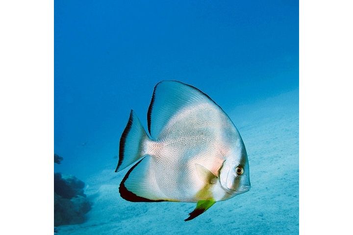 浪蝙蝠魚屬