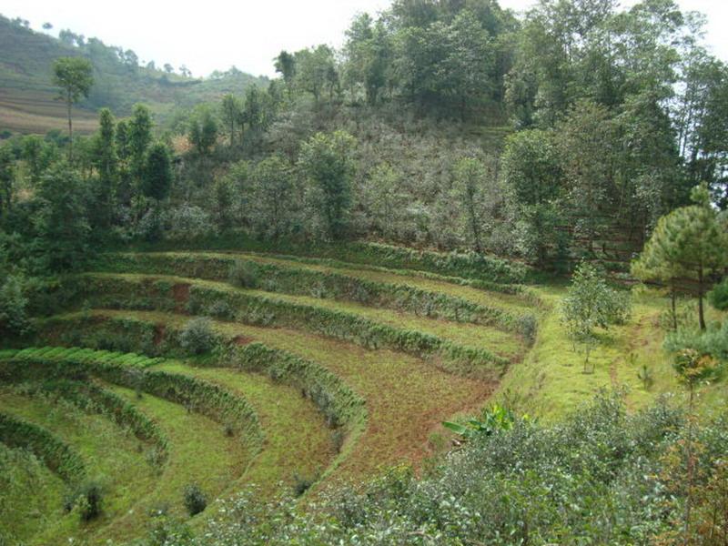 大出水村耕地