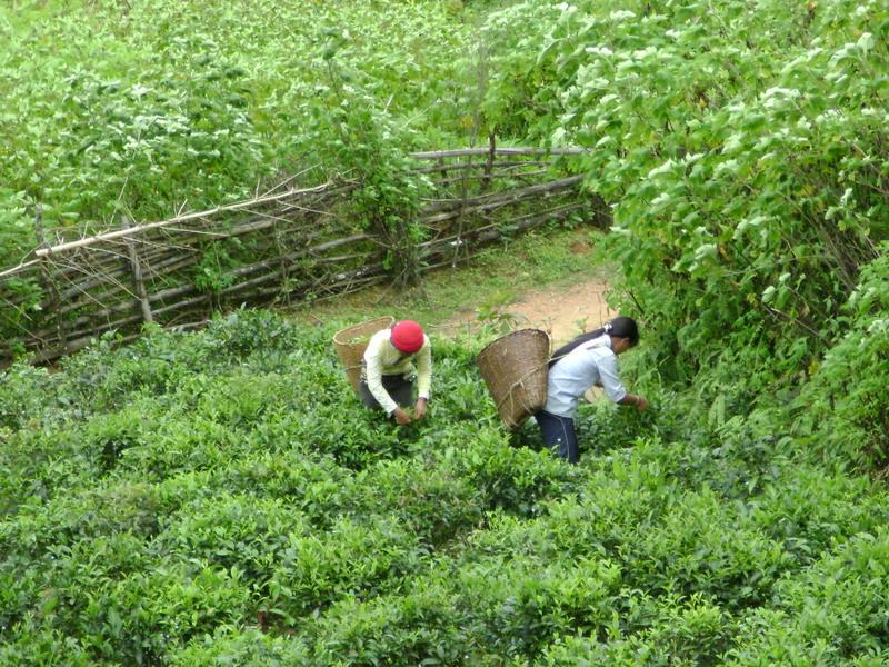 茶葉種植