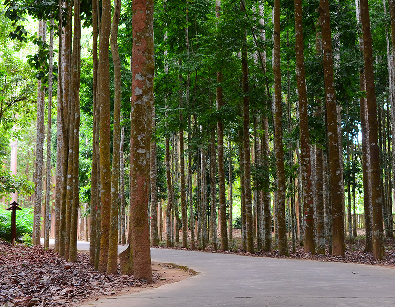 中國科學院西雙版納熱帶植物園