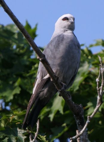 密西西比灰鳶(圖7)