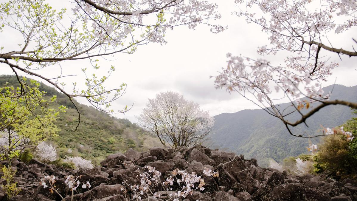 蒼山石浪櫻花開