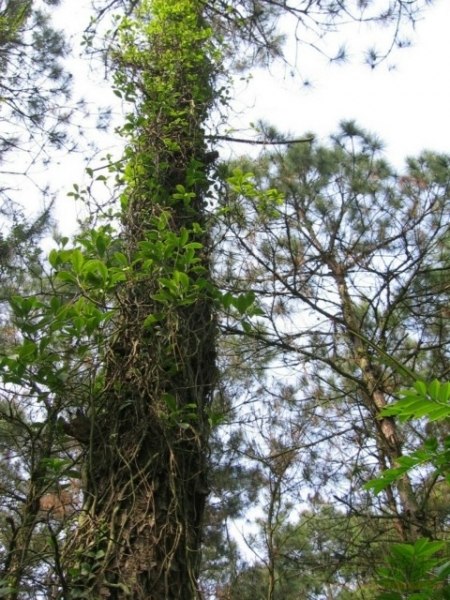 廣東三嶺山森林公園