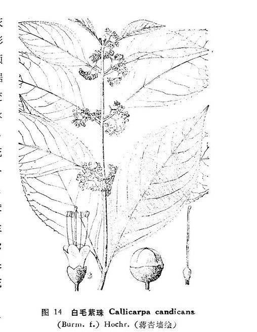 白毛長葉紫珠