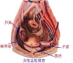 中醫婦科學圖譜