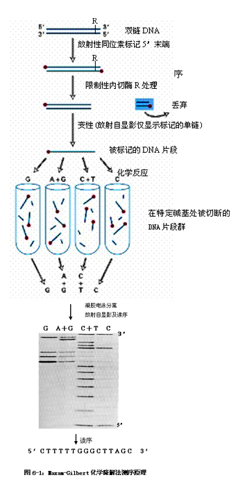 圖 6-1 化學降解法測序原理