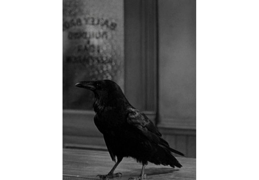 Jimmy the Crow