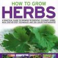 How to Grow Herbs