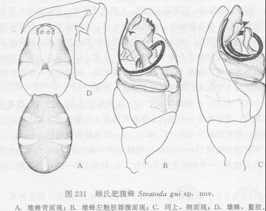 顧氏肥腹蛛