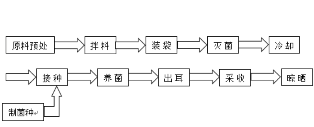 玉木耳