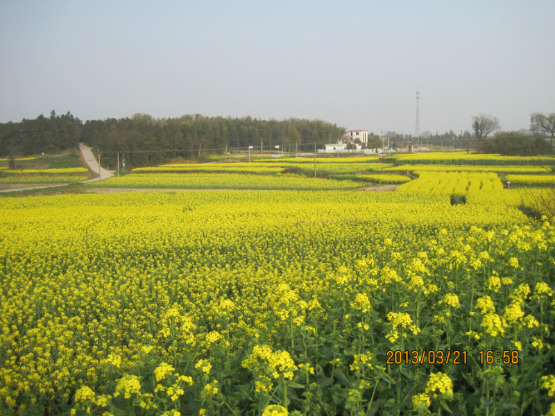 孫崗村(安徽省六安市霍邱縣孫崗鄉孫崗村)