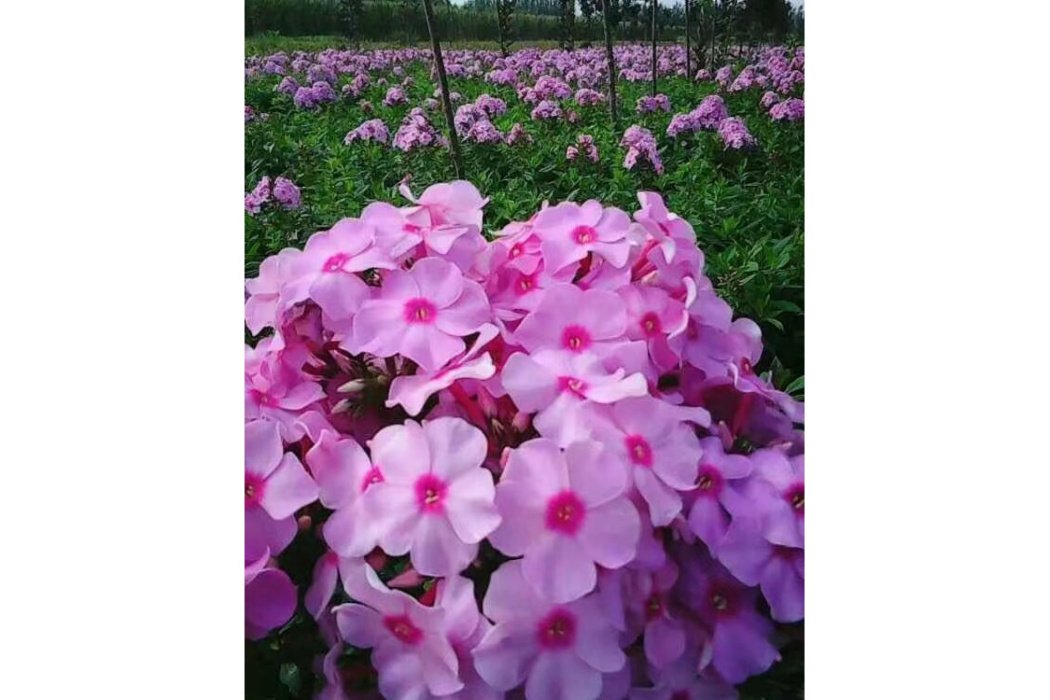 台安縣仙境花木培植園