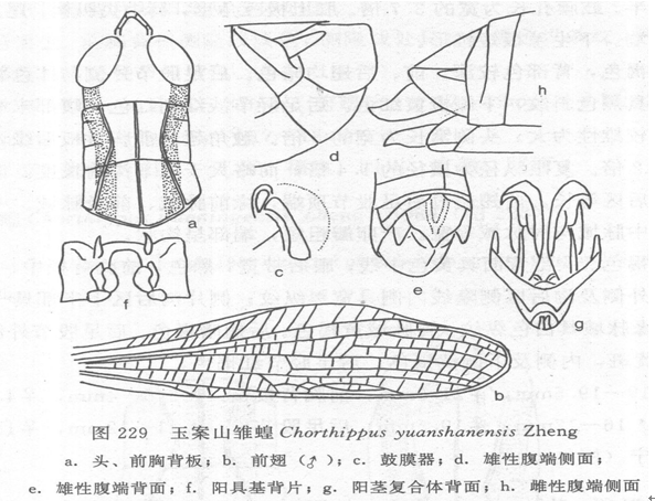 玉案山雛蝗