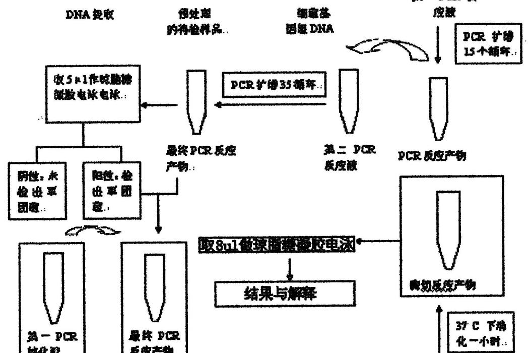 軍團菌種快速檢測試劑盒及其檢測方法