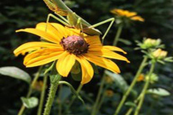 Rudbeckia fulgida