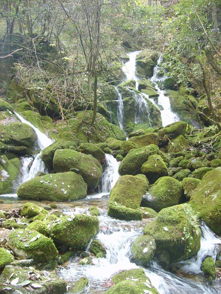 涵養林