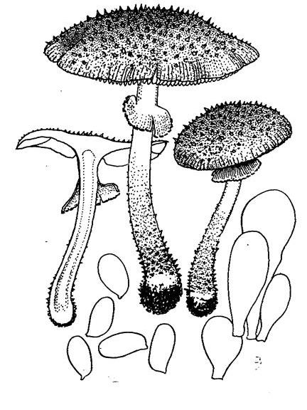 銳鱗環柄菇(尖鱗環柄菇)