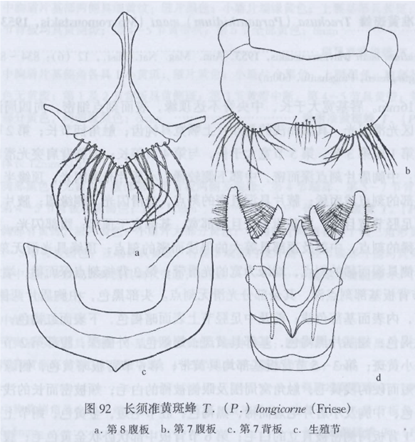 長須準黃斑蜂