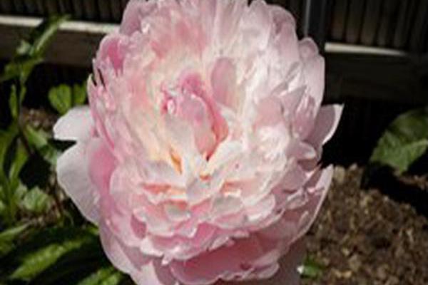 Paeonia lactiflora \x27Madame Calot\x27