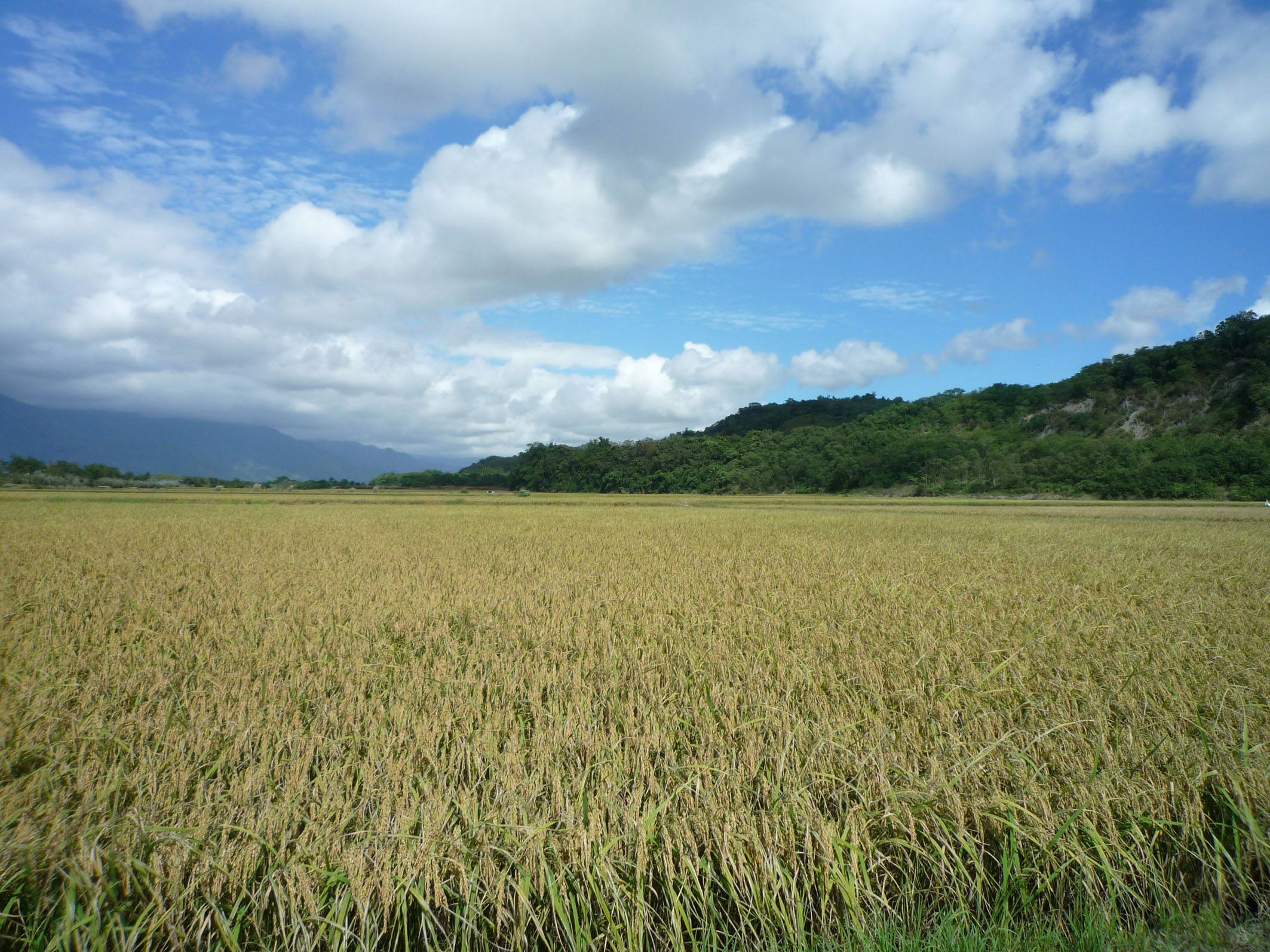 香磨山大米