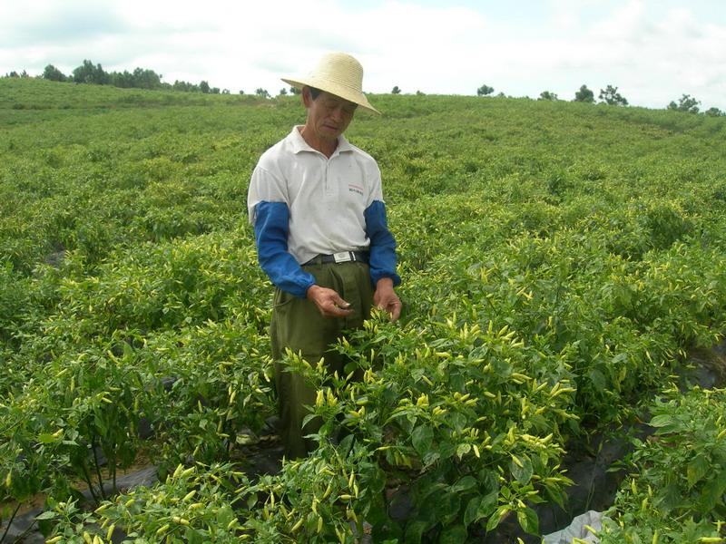 小米辣種植