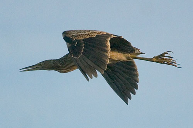 大嘴麻鳽