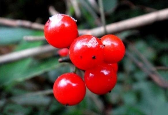 三葉崖爬藤(葡萄科崖爬藤屬植物)