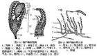 皺葉毛口蘚