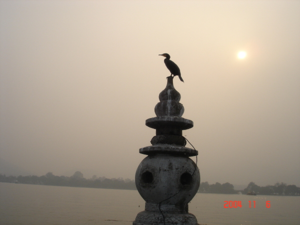 夕陽下的鸕鶿