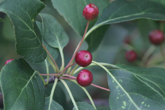 山荊子無性系1號