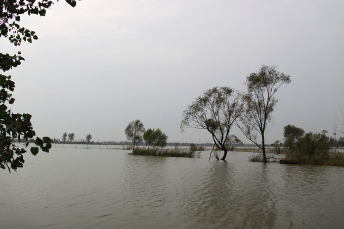 鰻鯉池