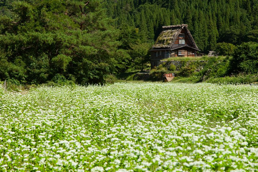 蕎麥(buckwheat)