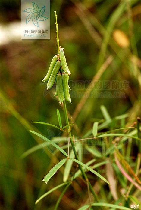 狹葉豬屎豆(豬屎豆屬長果組植物)