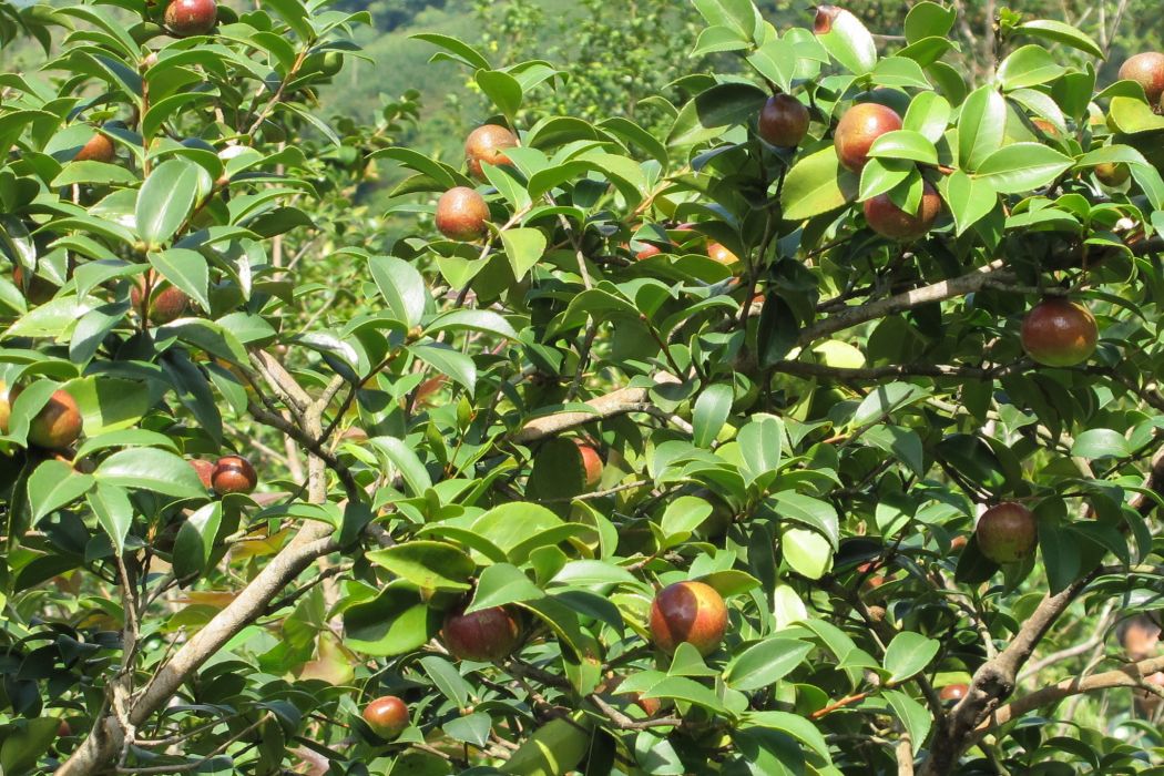 油茶四川茶王