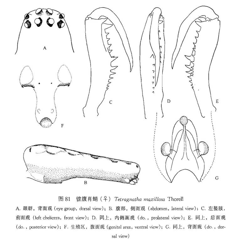 長螯肖蛸