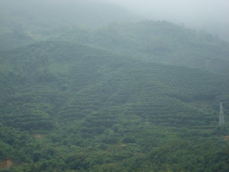 回窪自然村橡膠林地