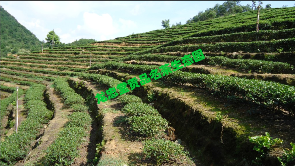 龍忠堂貢品名茶生態園茶田梯